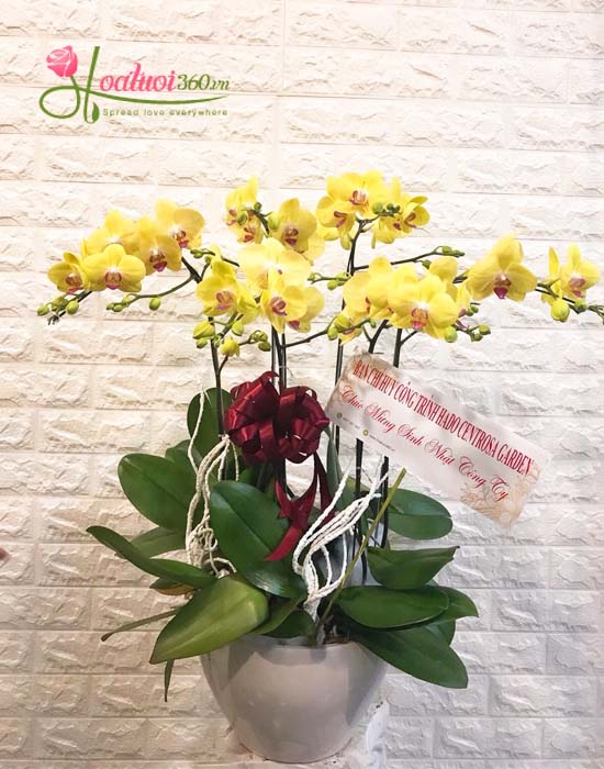 Lan hồ điệp vàng – món quà khởi đầu cho một cuộc gặp